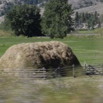 We noticed a number of fields with these hay stacks