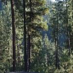 Bruce and Darcy's yard has beautiful ponderosa pines.