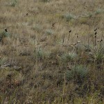 I'm wondering if this is native prairie. Can any of my Friends of the Prairie friends tell?