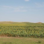 Ripe sunflowers with their heads bowed to shed rain