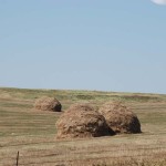 We saw some of these old fashioned looking haystacks here and there.