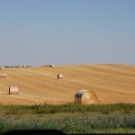 Lots of round bales. The wheat has already been harvested.