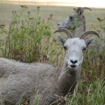 We came across a small herd of bighorn sheep grazing along side the road.