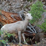 They were accommodating enough to pose for photos. The big rams are high up on the mountain this time of year.