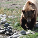 A male grizzly foraging for hidden nuts and fruit.