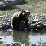 His female companion was always on the move. Here she is testing the water before her swim.