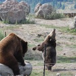 The female is jumping around and acting crazy like a puppy would. The male is rocking the log he is sitting on like a teeter-totter.