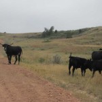 On Buffalo Gap Road