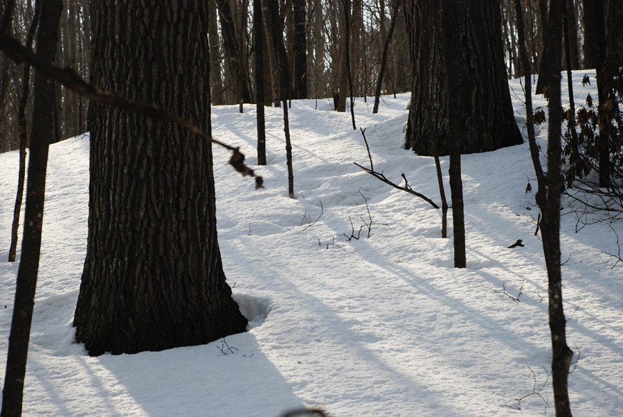 The thaw rings at the base of the trees behind our house drew me outsite today